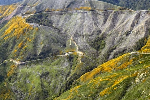 Recently Felled and Replanted Forestry, Marlborough Sounds, South Island, New Zealand Recently Felled and Replanted Forestry, Marlborough Sounds, South Island, New Zealand