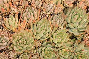 Red Aloe Succulent Plants, Old Town, San Diego, CA Red Aloe Succulent Plants, Old Town, San Diego, CA