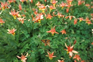 red columbine, Aguilegia formosa, wildflowers and a butterfly, Olympic National Park red columbine, Aguilegia formosa, wildflowers and a butterfly, Olympic National Park