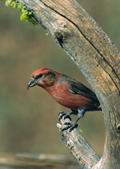 Red Crossbill (Loxia curvirostra). USA, Oregon Red Crossbill (Loxia curvirostra). USA, Oregon