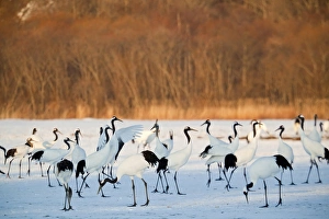 Red Crowned Cranes (Grus japonensis) in snow Hokkaido Japan Red Crowned Cranes (Grus japonensis) in snow Hokkaido Japan