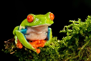 Red Eye Treefrog, Agalychnis callidryas, Native to Central America Red Eye Treefrog, Agalychnis callidryas, Native to Central America