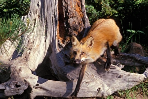 A red fox walking carefully through the Montana wilderness A red fox walking carefully through the Montana wilderness