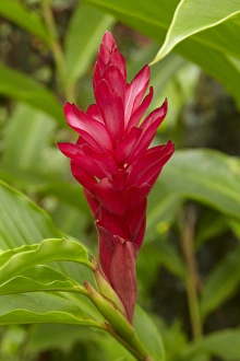 Red Ginger Flower (Alpinia purpurata), Coral Coast, Viti Levu, Fiji, South Pacific Red Ginger Flower (Alpinia purpurata), Coral Coast, Viti Levu, Fiji, South Pacific
