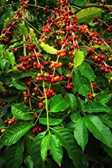 Red Kona coffee cherries on the vine, Captain Cook, The Big Island, Hawaii USA Red Kona coffee cherries on the vine, Captain Cook, The Big Island, Hawaii USA