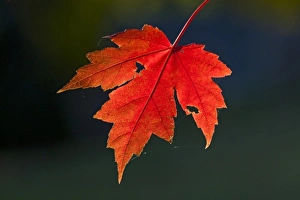 Red Maple (Acer rubrum) red leaf in autumn, Ozark Mountains, Arkansas, USA Red Maple (Acer rubrum) red leaf in autumn, Ozark Mountains, Arkansas, USA