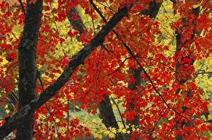 Red Maple Close-Up, Sebago Lake State Park, Raymond, Maine, USA Red Maple Close-Up, Sebago Lake State Park, Raymond, Maine, USA