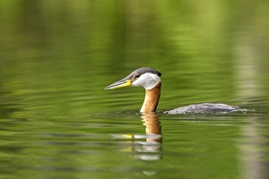 Red necked grebe near Whitefish, Montana, USA Red necked grebe near Whitefish, Montana, USA