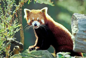 Prints of Red Panda (Ailurus fulgens) Red Panda Prints: Red Panda Print - Ailurus fulgens Photo