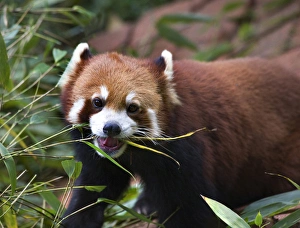Red Panda Shining Cat Eating Bamboo Panda Breeding Center Chengdu Sichuan China Red Panda Shining Cat Eating Bamboo Panda Breeding Center Chengdu Sichuan China