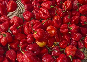 Red peppers at the Saturday market, San Ignacio, Belize Red peppers at the Saturday market, San Ignacio, Belize
