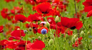 Red Poppies Flowers Blue Clover in Field Snoqualme Washington Papaver Rhoeas Common Red Poppies Flowers Blue Clover in Field Snoqualme Washington Papaver Rhoeas Common