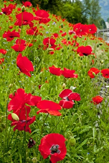 Red Poppies Flowers in Field Snoqualme Washington Papaver Rhoeas Common Poppy Flower Red Poppies Flowers in Field Snoqualme Washington Papaver Rhoeas Common Poppy Flower