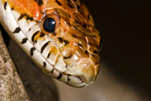 The red rat snake (Elaphe guttata guttata) is one of the more beautiful snakes found The red rat snake (Elaphe guttata guttata) is one of the more beautiful snakes found