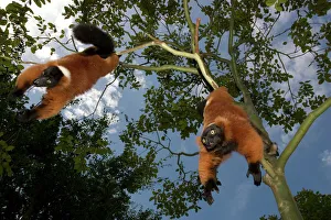 A red ruffed lemur, Varecia variegata rubra, is now only found in the wild in remaining A red ruffed lemur, Varecia variegata rubra, is now only found in the wild in remaining