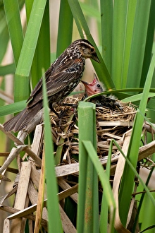 Red Wing Black Bird feeding Young Agelaius phoeniceus Central Pennsylvania Habitat - Marshes Red Wing Black Bird feeding Young Agelaius phoeniceus Central Pennsylvania Habitat - Marshes