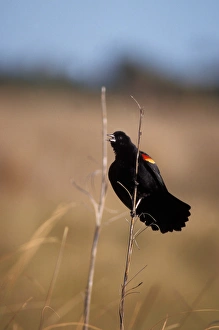 red-winged black bird, Agelaius phoeniceus, calling from a tail reed, Washington red-winged black bird, Agelaius phoeniceus, calling from a tail reed, Washington