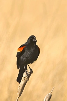 Red Winged Blackbird on a cattail at Freezeout Lake NWR in Montana Red Winged Blackbird on a cattail at Freezeout Lake NWR in Montana