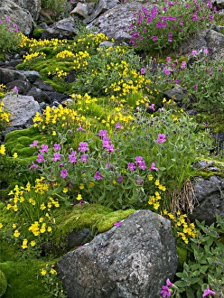 Red and yellow monkeyflowers cover a talus slope in Washingtons Cascade Mountains Red and yellow monkeyflowers cover a talus slope in Washingtons Cascade Mountains