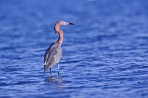 Reddish Egret, Egretta rufescens, Ding Darling National Wildlife Refuge, Sanibel Island Reddish Egret, Egretta rufescens, Ding Darling National Wildlife Refuge, Sanibel Island