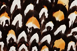 Prints of Reeves Pheasant Feather Pattern Reevess Pheasant Prints: Reeves Pheasant Feather Pattern Print