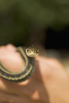 Researcher holding a common garter snake, Thamnophis sirtalis, at Whistler BioBlitz event Researcher holding a common garter snake, Thamnophis sirtalis, at Whistler BioBlitz event