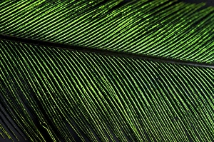 Resplendent Quetzal feather detail (Pharomachrus mocinno), Costa Rica Resplendent Quetzal feather detail (Pharomachrus mocinno), Costa Rica