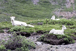 Resting Dall Sheep (Ovis dalli dalli) - Arctic National Wildlife Refuge, Alaska Resting Dall Sheep (Ovis dalli dalli) - Arctic National Wildlife Refuge, Alaska