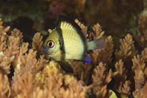 Reticulated Damselfish (Dascyllus reticulatus) Banda Sea, Indonesia Reticulated Damselfish (Dascyllus reticulatus) Banda Sea, Indonesia