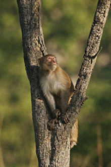 Rhesus Monkey on the tree, Corbett National Park, India Rhesus Monkey on the tree, Corbett National Park, India