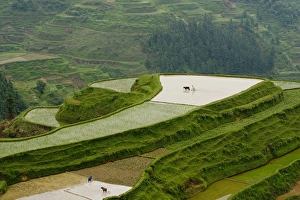 Rice Terraces, Eastern Guizhou Province, China Rice Terraces, Eastern Guizhou Province, China