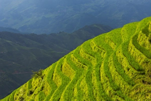 Rice terraces in the mountain, Longsheng, Guangxi Province, China Rice terraces in the mountain, Longsheng, Guangxi Province, China