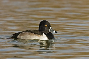 Ring-necked Duck (Aythya collaris) adult, male in deep pond, winter, New Mexico, USA Ring-necked Duck (Aythya collaris) adult, male in deep pond, winter, New Mexico, USA