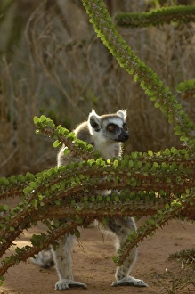 Ring-tailed lemur (Lemur catta) & Didieraeaceae, (Alluaudia ascendens) Berenty Reserve Ring-tailed lemur (Lemur catta) & Didieraeaceae, (Alluaudia ascendens) Berenty Reserve
