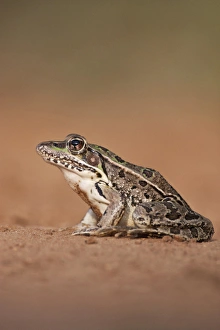 Rio Grande Leopard Frog (Rana pipiens berlandieri) sunning, Texas Rio Grande Leopard Frog (Rana pipiens berlandieri) sunning, Texas