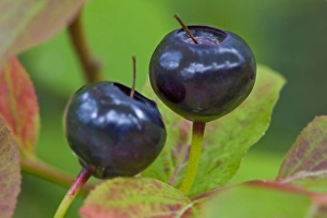 Ripe huckleberries in the Flathead National Forest of Montana Ripe huckleberries in the Flathead National Forest of Montana