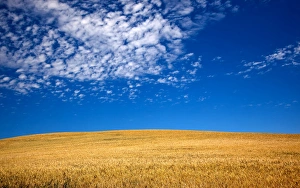 Ripe Wheat Field Ready for Harvest Palouse Washington State Pacific Northwest Ripe Wheat Field Ready for Harvest Palouse Washington State Pacific Northwest