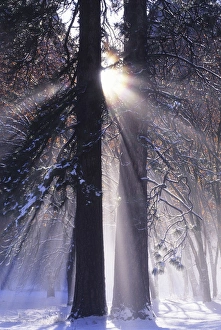 Yosemite National Park Scenery Prints: Rising sun, radiating and diffracting