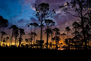 The rising sun silhouettes the slash pine trees in the foreground, looking east into The rising sun silhouettes the slash pine trees in the foreground, looking east into