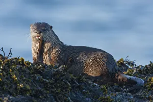 River Otter; a snack found among the tide pools at low tide River Otter; a snack found among the tide pools at low tide