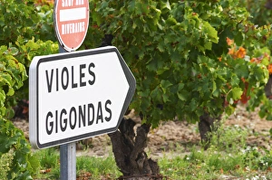 Road sign in front of the vineyards saying Gigondas and Violes. An old vine in the Road sign in front of the vineyards saying Gigondas and Violes. An old vine in the