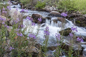 Rock Creek in the Pioneer Mountains of the Beaverhead-Deer Lodge National Forest Rock Creek in the Pioneer Mountains of the Beaverhead-Deer Lodge National Forest