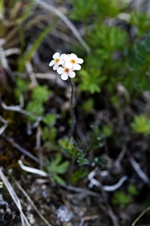 Rock Jasmine (Androsace chamaejasme) - Arctic National Wildlife Refuge, Alaska Rock Jasmine (Androsace chamaejasme) - Arctic National Wildlife Refuge, Alaska