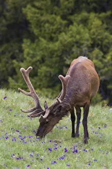 Rocky Mountain bull elk early summer foraging among forest monkshood Rocky Mountain bull elk early summer foraging among forest monkshood