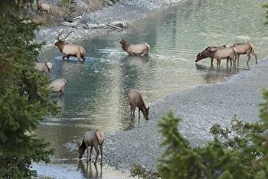 Rocky Mountain Elk Herd Crossing Mountain Stream Rocky Mountain Elk Herd Crossing Mountain Stream