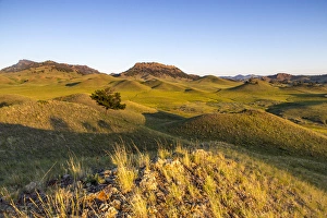 Rolling hills of the Bears Paw Mountains in summer in Blaine County, Montana, USA Rolling hills of the Bears Paw Mountains in summer in Blaine County, Montana, USA