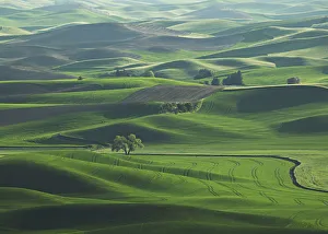 The rolling Palouse Hills of eastern Washington are covered with vibrant shades The rolling Palouse Hills of eastern Washington are covered with vibrant shades