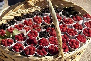Romania, Wallachia, Sinaia. Fresh berries in basket Romania, Wallachia, Sinaia. Fresh berries in basket