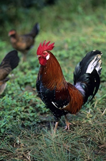 Farmyard Birds Prints: Rooster