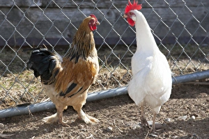 Rooster Brahma bantum, white leghorn hen Rooster Brahma bantum, white leghorn hen